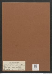 Nitzschia lorenziana var. subtilis Grun. (de-Toni-Nr.: Genus 47, Species 2150) Zeichnungen Sammlung Grunow Mappe 02284 (Herbarium_W_Grunow_drawings_Folder_02284)